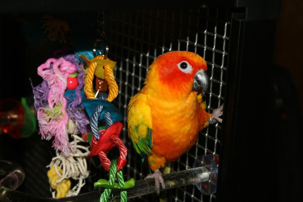 sun conure plush toy